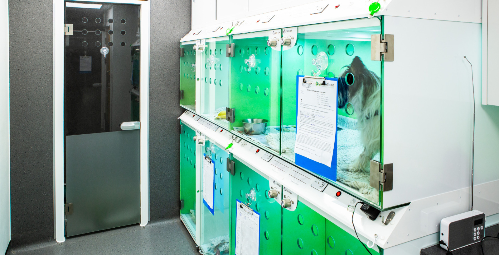 cat ward is equipped with a preparation table and anaesthetic machine