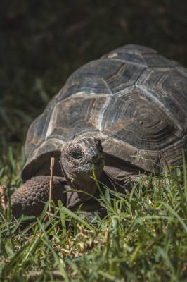 Tortoise Pre-Hibernation Advice and Check Evening